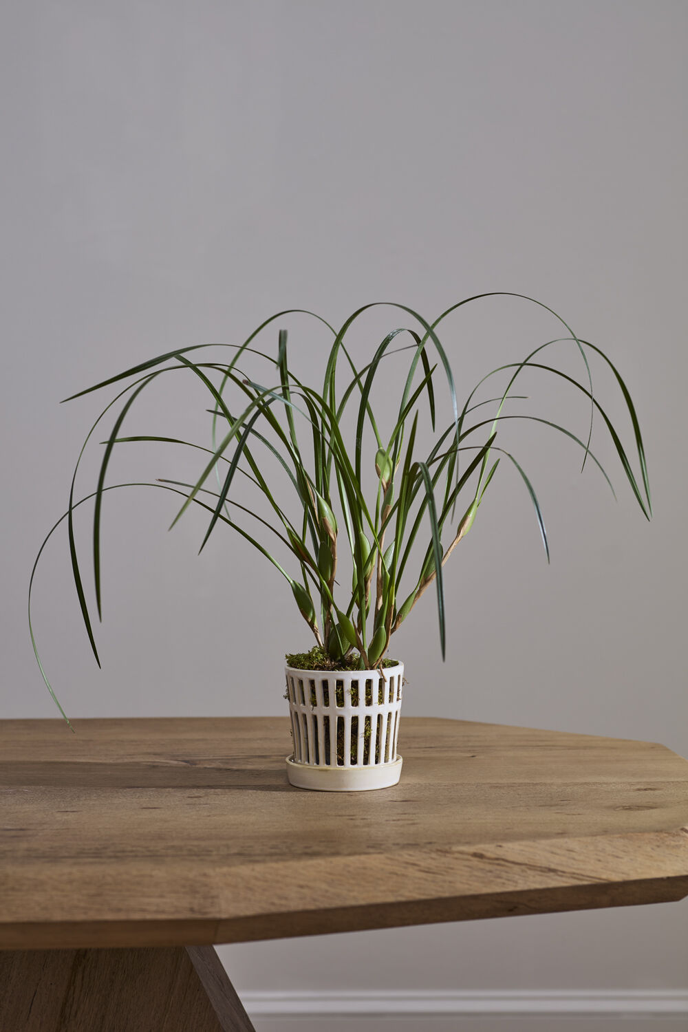 Airy Orchid Pot with Saucer