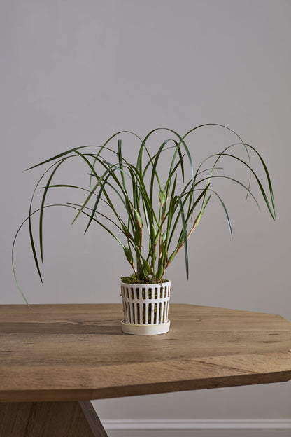 Airy Orchid Pot with Saucer