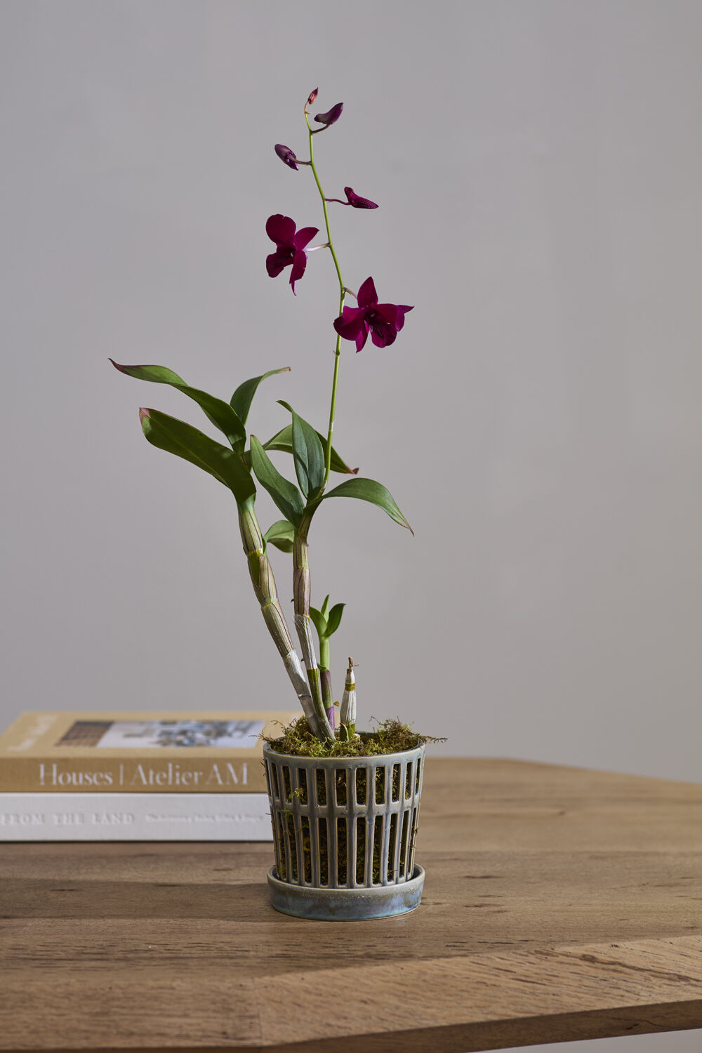 Airy Orchid Pot with Saucer