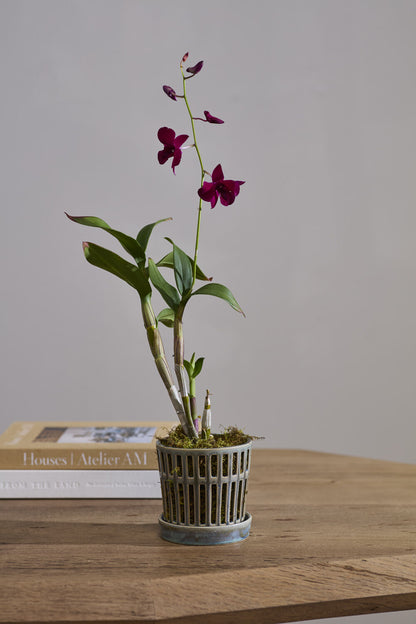 Airy Orchid Pot with Saucer