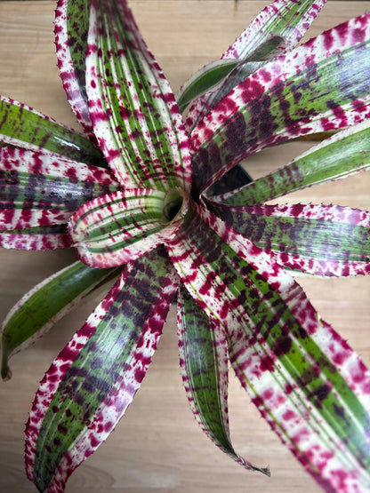 6" Neo Sp. Hypnotic
