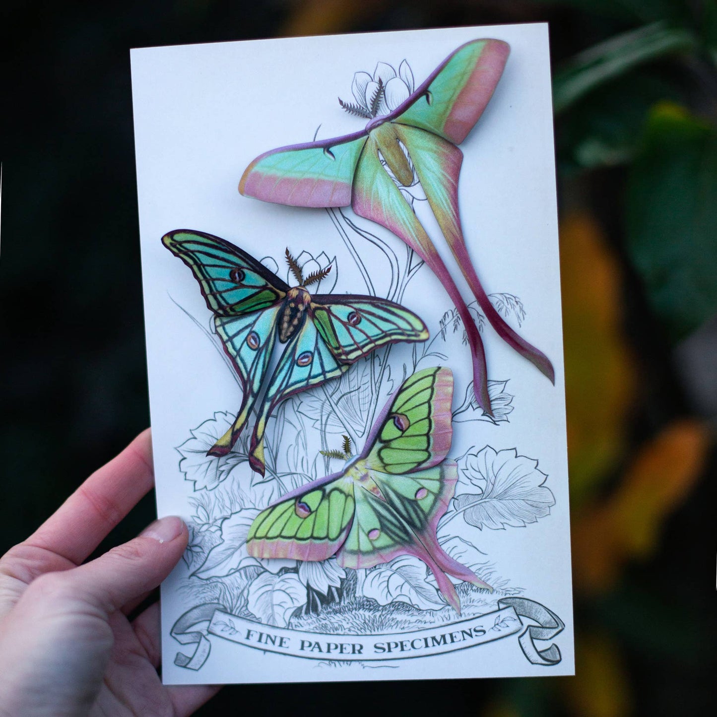 Moonborn Luna Moth Collection - 3 Piece Set