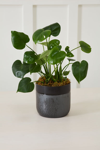 Lennon Pot