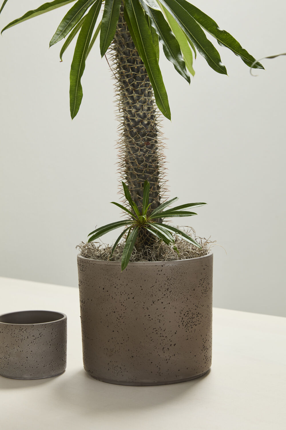 Fulton Pot