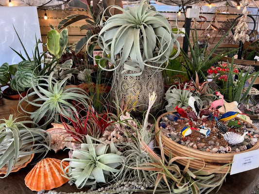 Airplant Workshop
