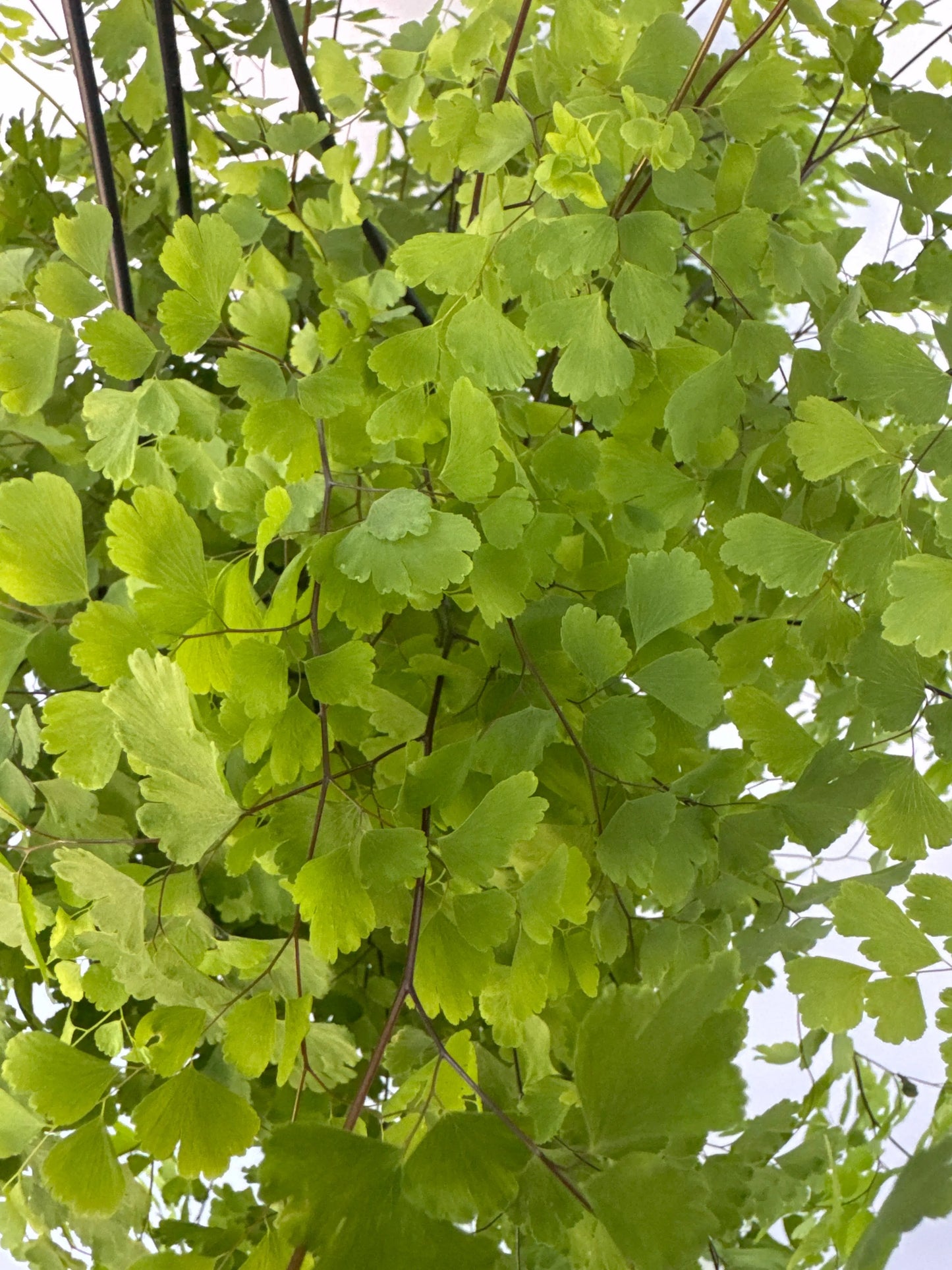 8" Fragrans Maidenhair Fern Hanging Basket