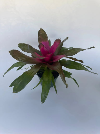 6" Neo Bromeliad