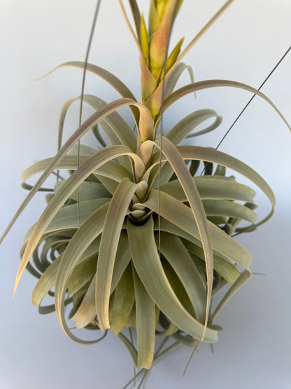 7" Airplant Xerographica HB