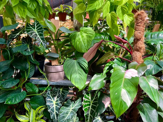 Houseplant Party 101