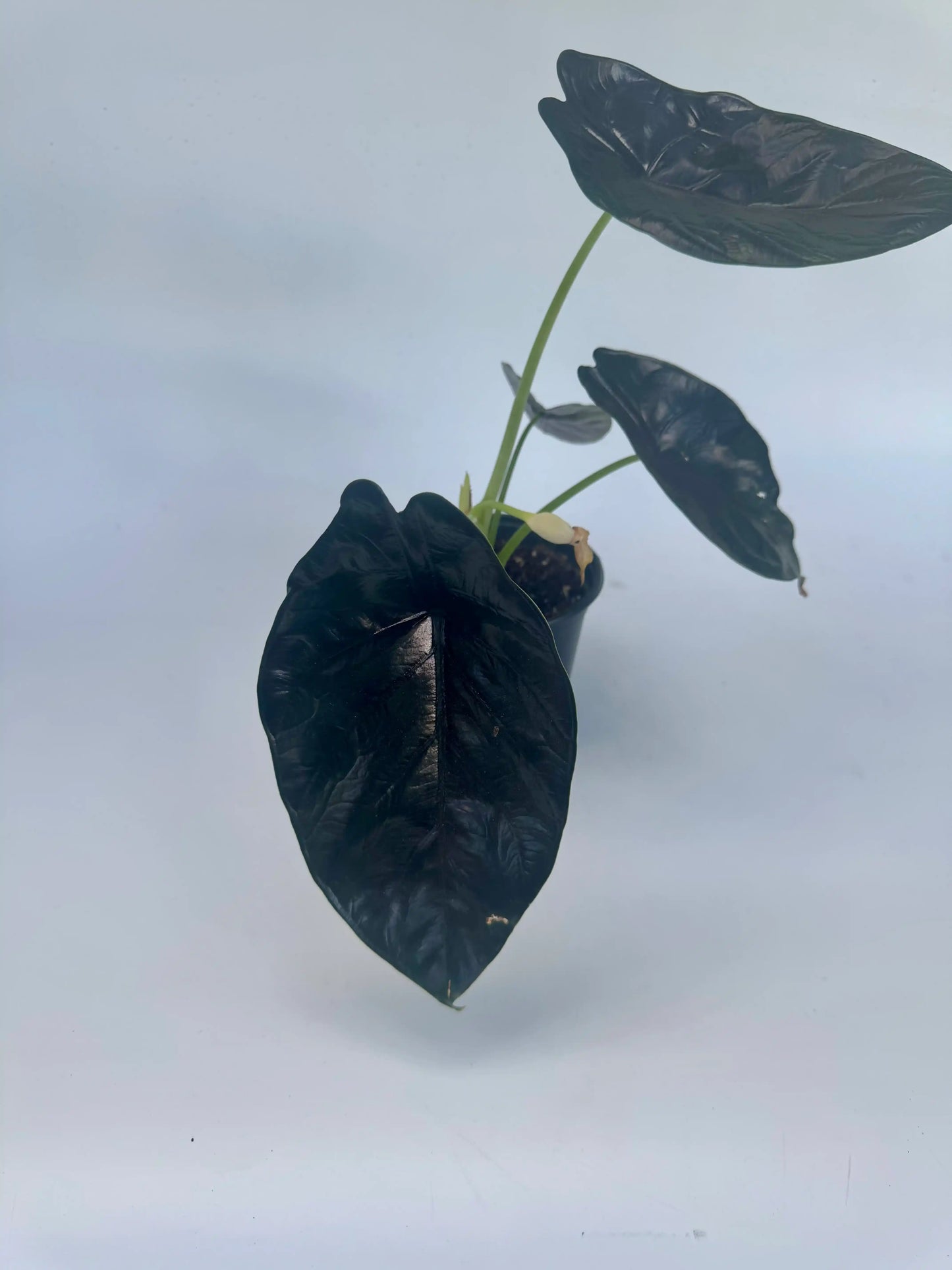 6" Alocasia Green Unicorn