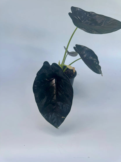6" Alocasia Green Unicorn