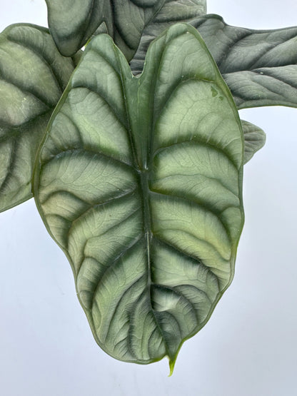 6 in. Alocasia 'Silver Dragon'
