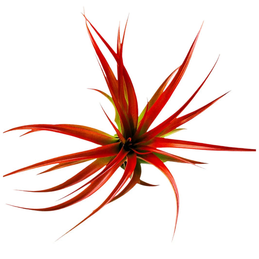 Airplant Abdita 5-7"