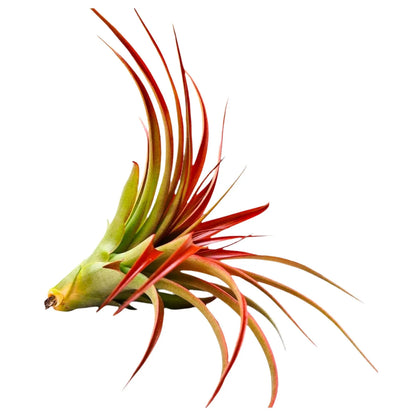 Airplant Abdita 5-7"
