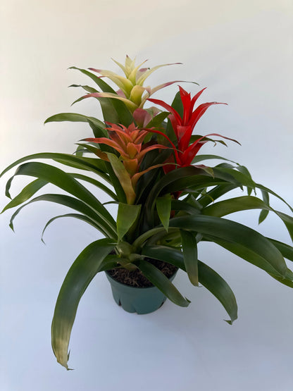 8" Bromeliad Triple Combo