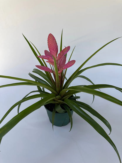 6" Tillandsia 'Antonio'