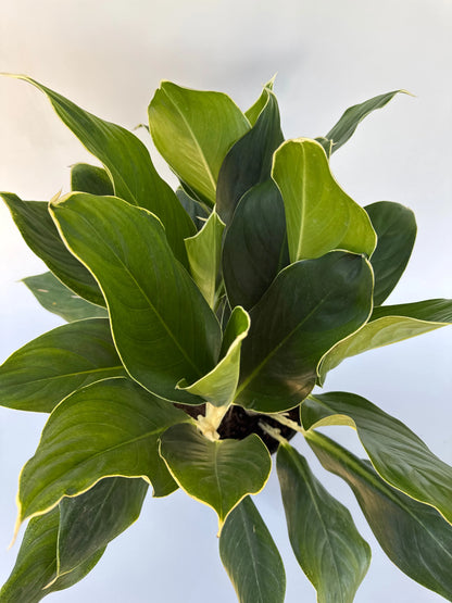 10" Aglaonema White Edge