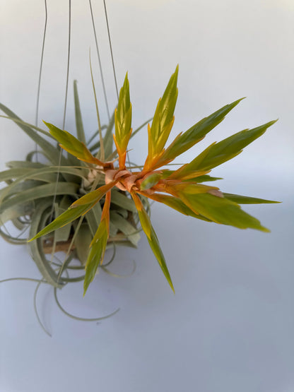 7" Airplant Xerographica HB