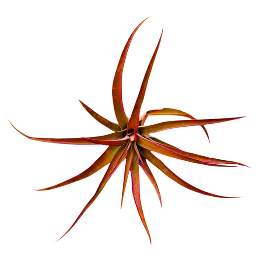 AirPlant Capitata Fuchsia 3-5"