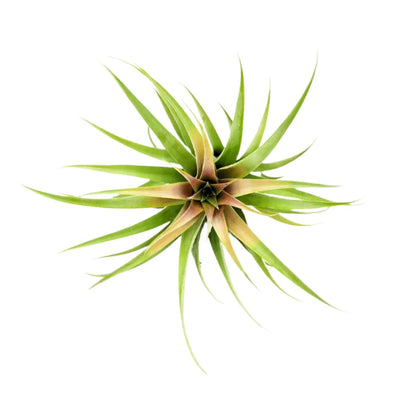 Airplant Capitata Green 6-9"