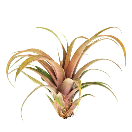 Airplant Capitata Yellow Star 7-9"