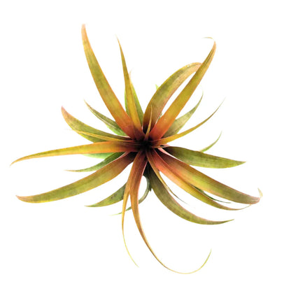 Airplant Capitata Yellow Star 7-9 in.