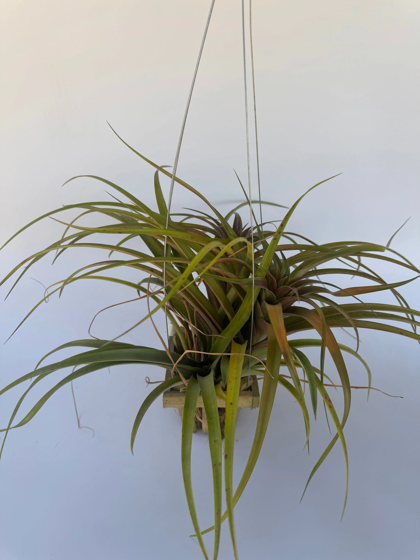 Airplant Rubra HB