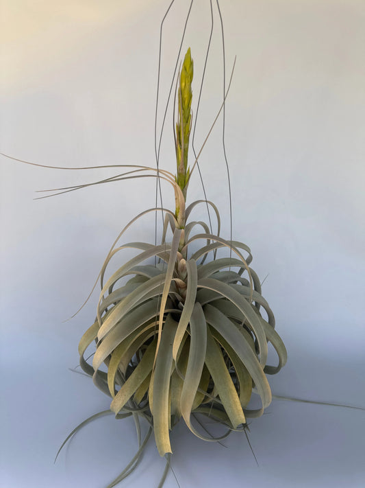 7" Airplant Double Xerographica HB