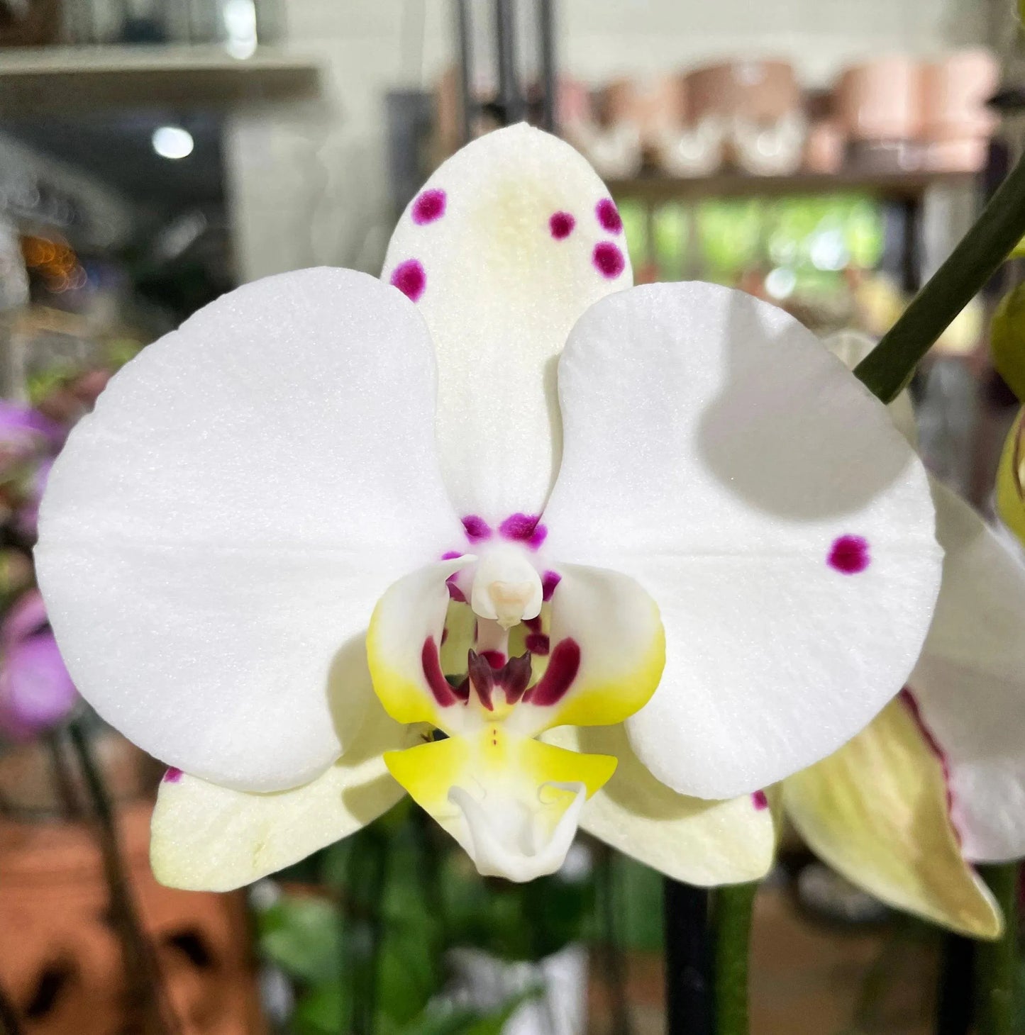 Phaleonopsis Orchid (Double Spike)