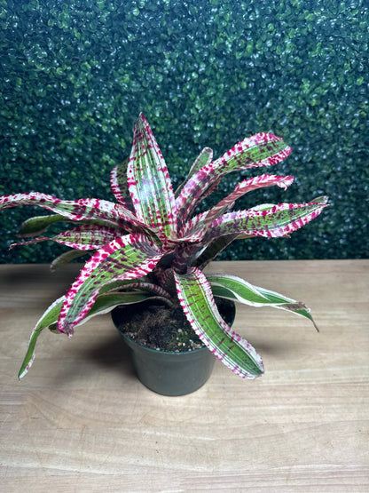 6" Neo Sp. Hypnotic