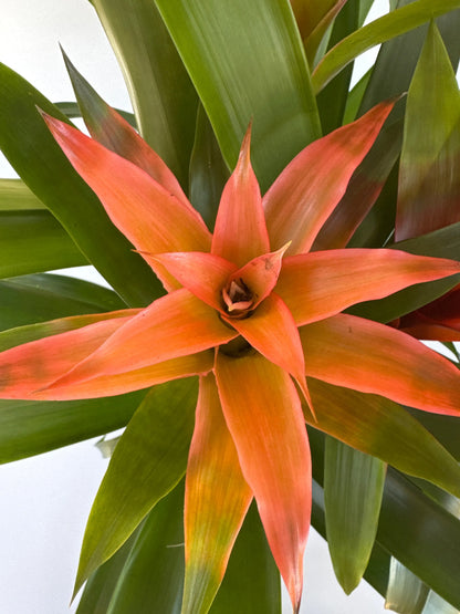 8" Bromeliad Triple Combo
