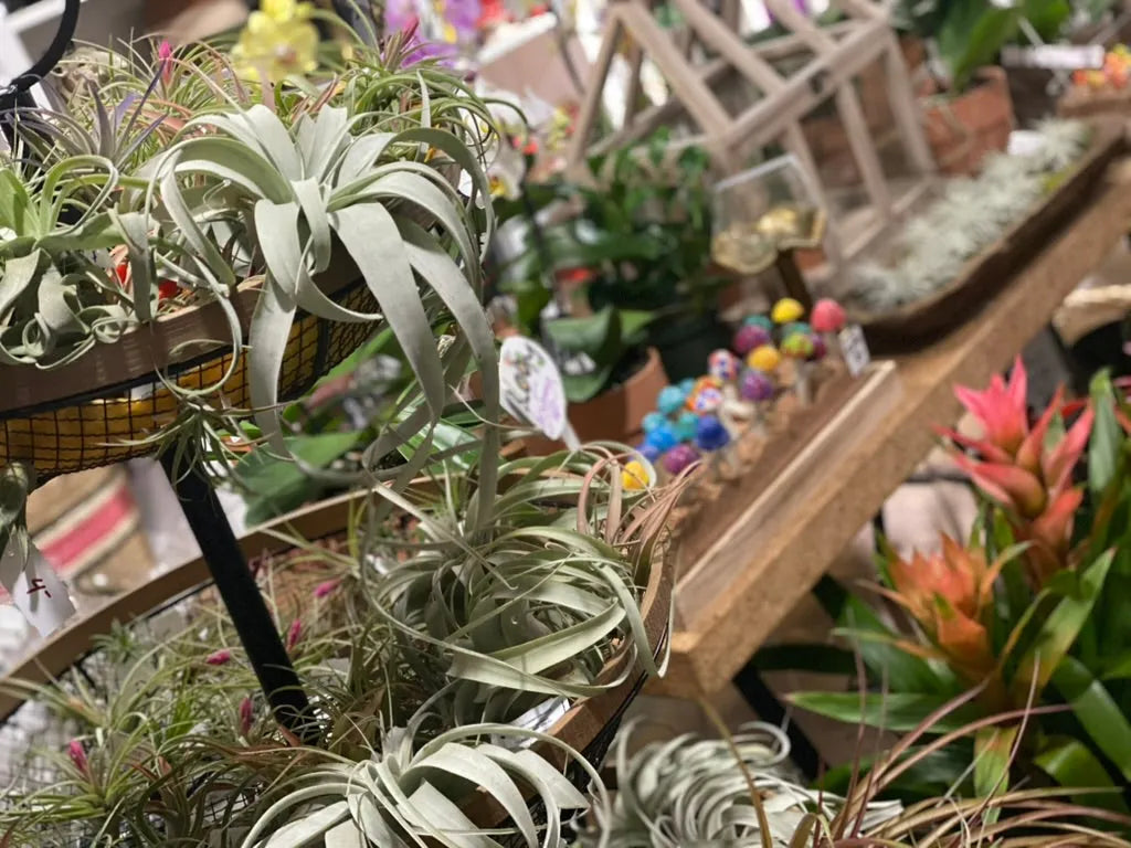 Airplant Workshop