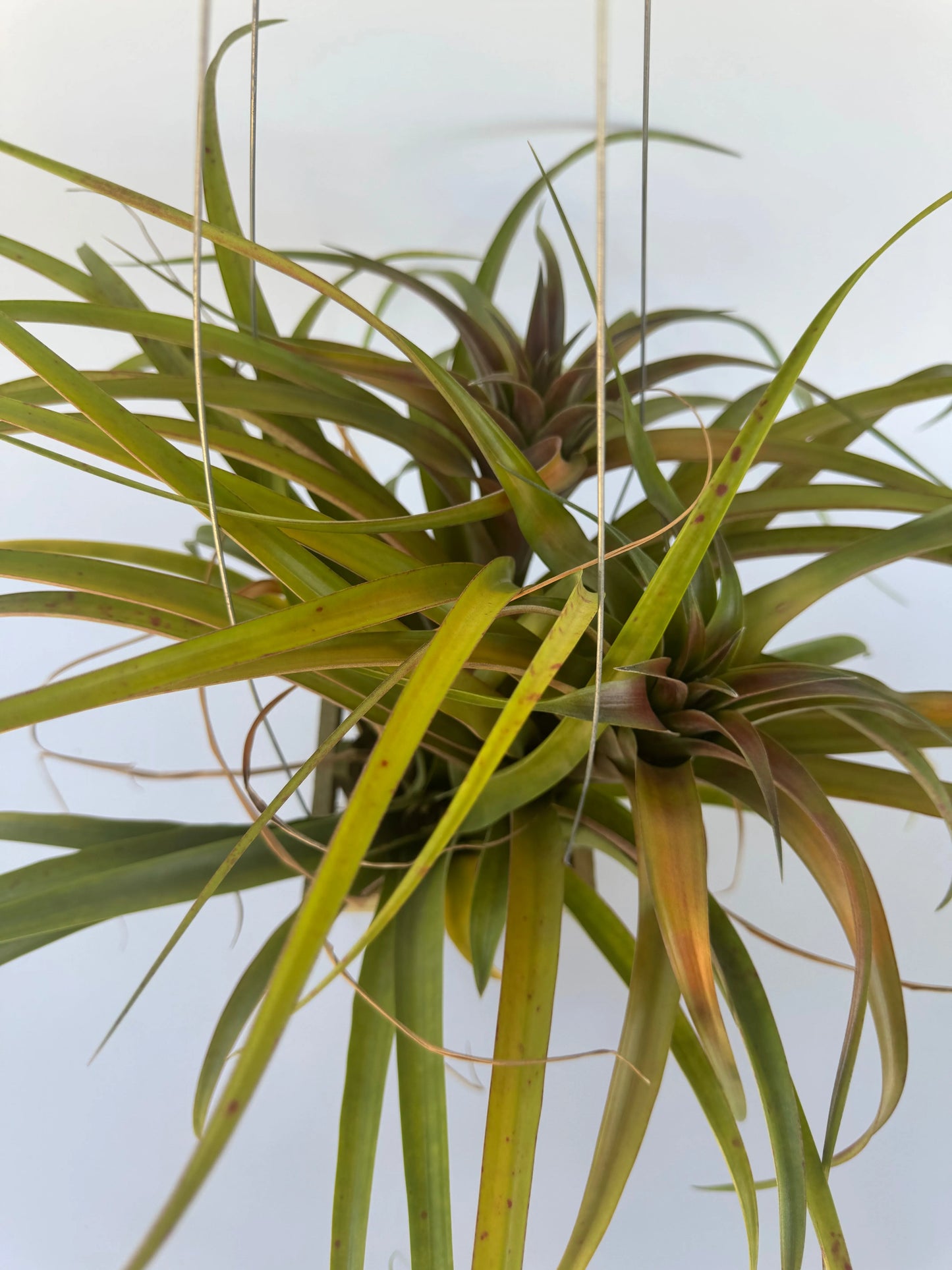 Airplant Rubra HB