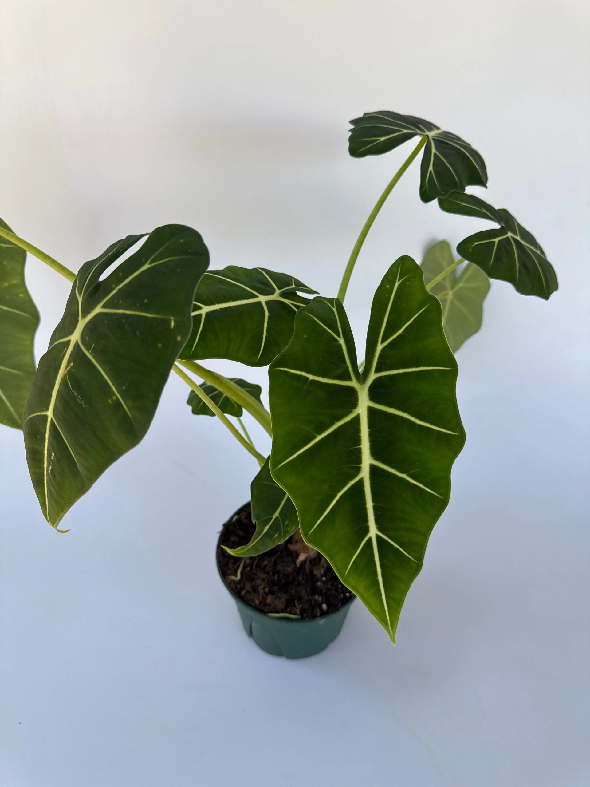 6 Inch Alocasia 'Frydek' – Bloom Garden Shop