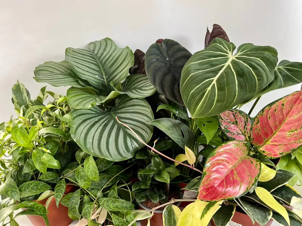 Houseplant Party 101