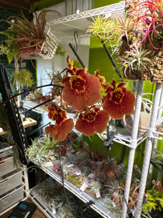 8" Oncidium Tolumnia Plaque