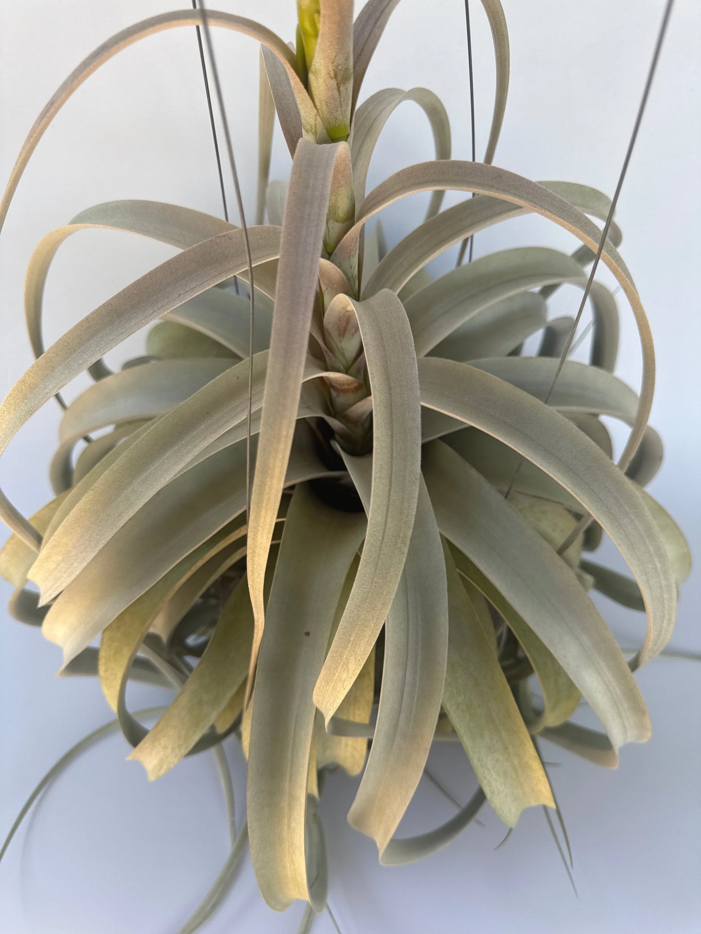 7" Airplant Double Xerographica HB