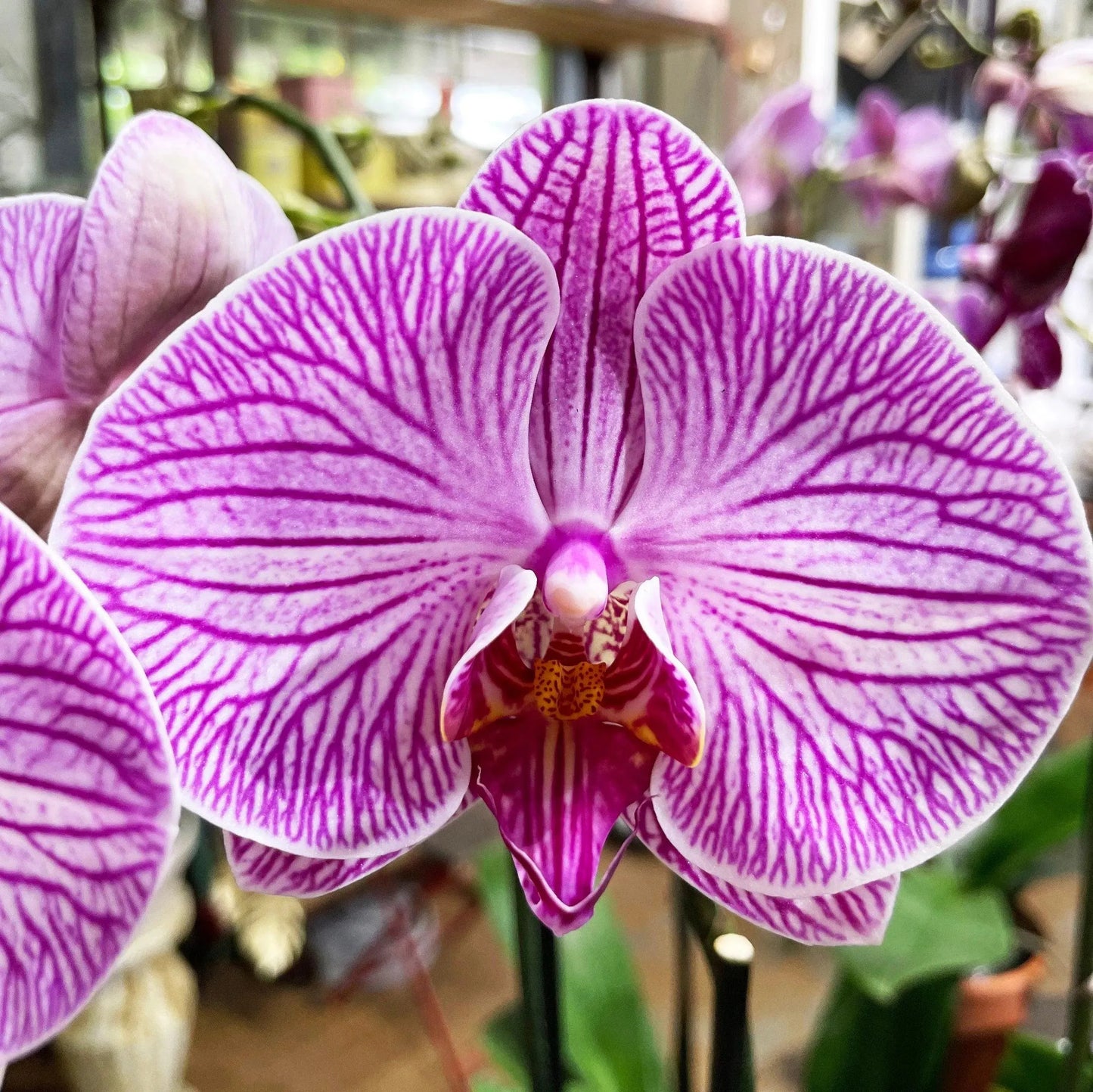 Phaleonopsis Orchid (Double Spike)