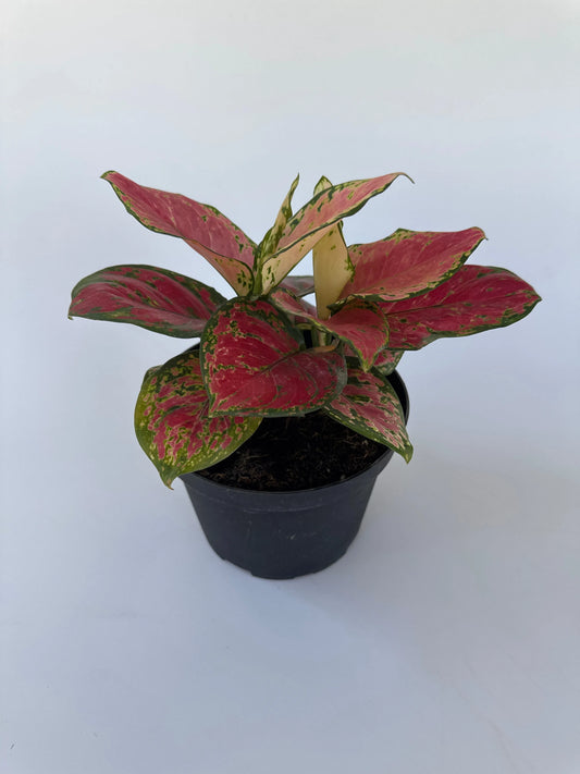 6" Aglaonema 'Auspicious Red'