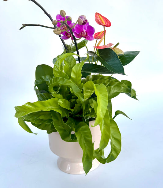 The Asplenium
