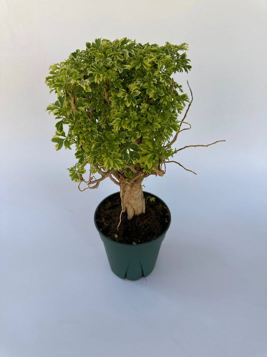6" Aralia Ming Bonsai