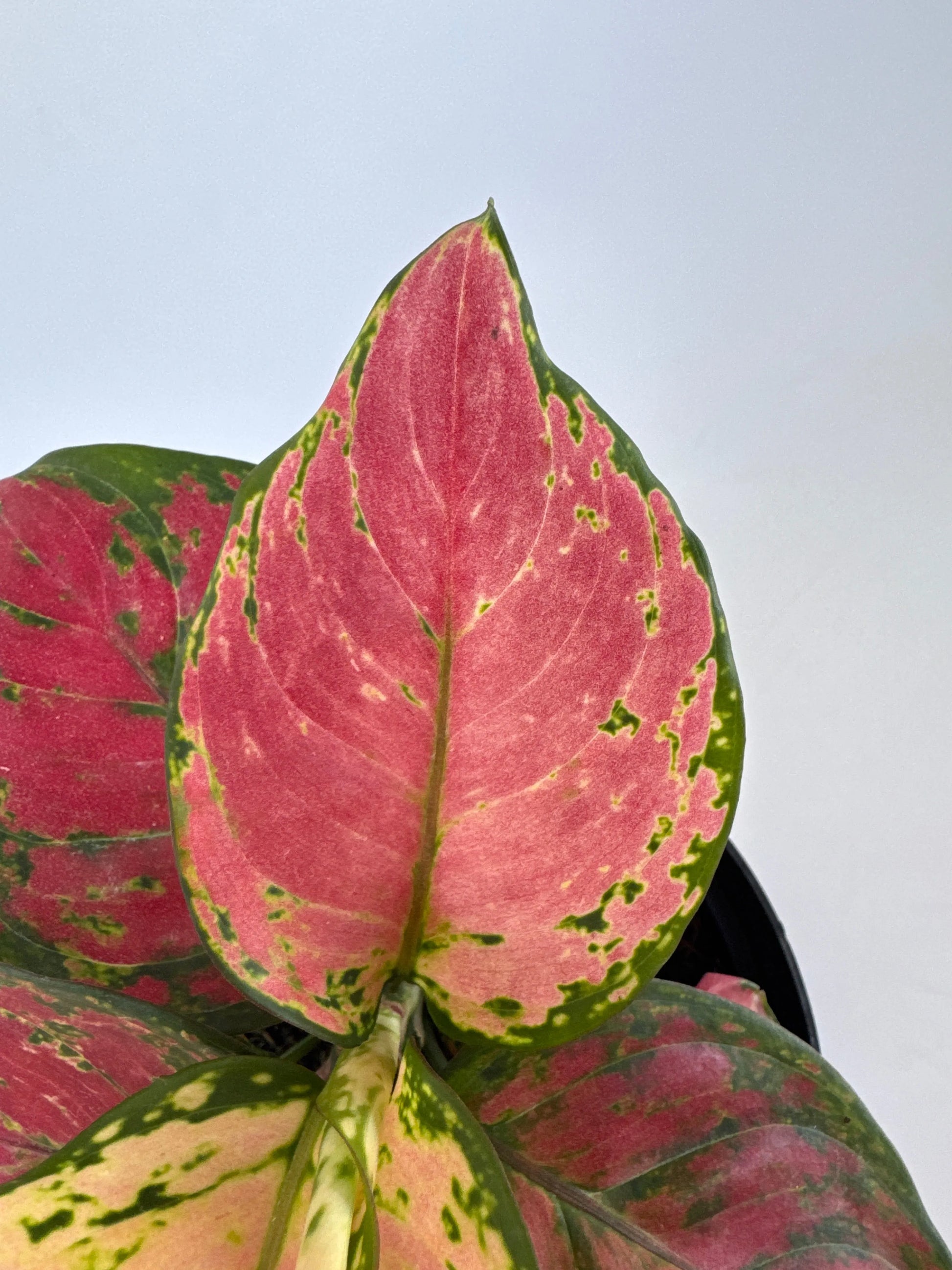 aglaonema pictum red Aglaonema 'Very Red'