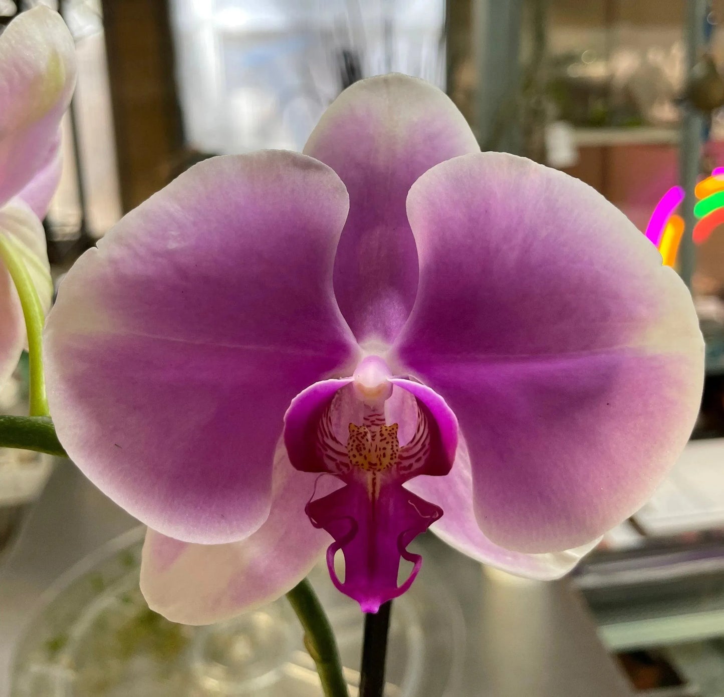 Phaleonopsis Orchid (Double Spike)