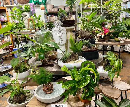 Kokedama 101 Workshop