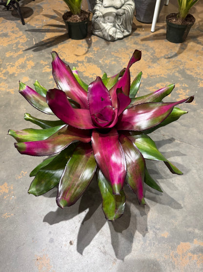 6 in. Bromeliad Neoregelia