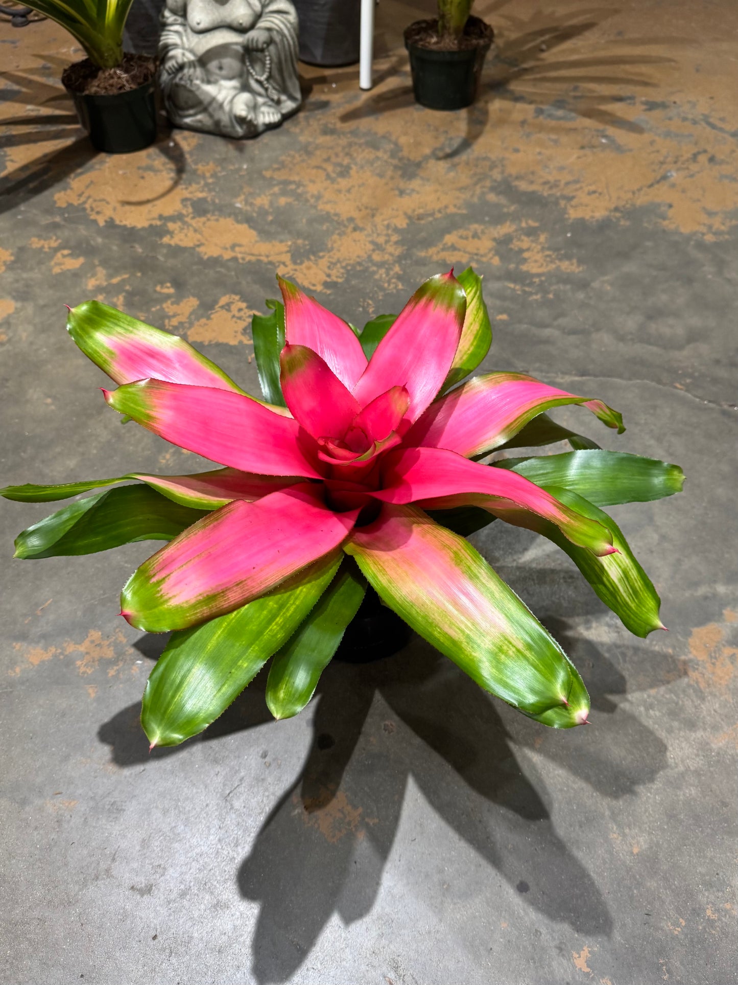 6 in. Bromeliad Neoregelia