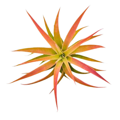 Airplant Hondurensis 2-4 in.
