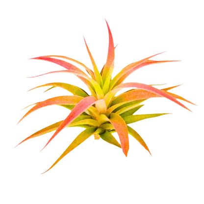 Airplant Hondurensis 2-4 in.