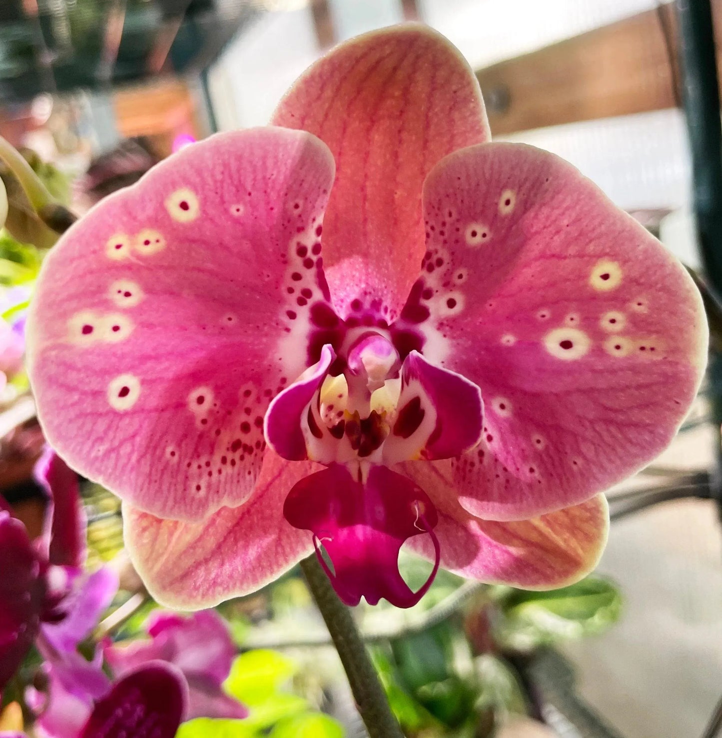 Phaleonopsis Orchid (Double Spike)