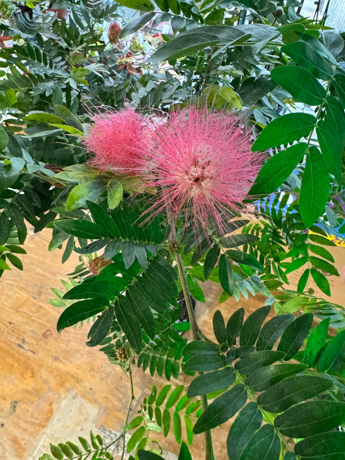 10" Powder Puff Patio Tree